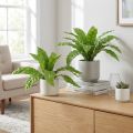 Plantas artificiales Helecho nido de pájaro 5,5×22cm 2 uds | Floristik24.es