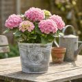 Maceta metálica de estilo shabby chic con diseño en forma de corazón, Ø22cm, H17.5cm | Floristik24.es