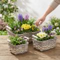 Cesta para plantas con asas, cuenco de cesta cuadrado, macetero natural para plantar shabby chic blanco lavado L30/25,5/21 cm H12/11/10 cm juego de 3 | Floristik24.es