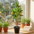 Limonero artificial en maceta, decoración mediterránea, planta de limón artificial, H58cm | Floristik24.es