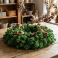 Musgo Verde Decorativo Musgo Islandés Preservado para Manualidades 400g | Floristik24.es