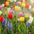 Estaca de jardín mariposa metal tricolor L25cm 6pcs | Floristik24.es