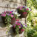 Cesta colgante plantas metal aspecto óxido Al.30/33,5/40cm juego de 3 | Floristik24.es