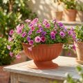 Cuenco con base de terracota Ø26cm | Floristik24.es