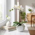 Crema de Phalaenopsis en macetero de cerámica 33cm | Floristik24.es
