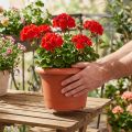 Maceta “Oliver” terracota Ø25cm | Floristik24.es