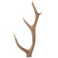 Floristik24 Cuernos artificiales decorativos, decoración rústica para cabaña, 50 cm