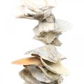 Floristik24 Guirnalda de conchas, decoración de verano marítimo, cadena de conchas naturales colores naturales L35cm