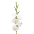 Floristik24 Gladiolo artificial de tallo largo para jarrones, 88 cm.