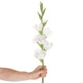 Gladiolo artificial de tallo largo para jarrones, 88 cm. | Floristik24.es