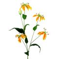 Floristik24 Rama Gloriosa amarillo anaranjado 90cm 1ud