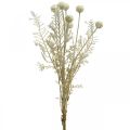 Floristik24 Hierbas secas pampas grass artificial crema allium, beige Al. 60 cm