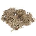 Floristik24 Musgo decorativo, musgo gris para manualidades, 500 g