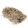 Musgo decorativo, musgo gris