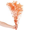 Ramo de flores secas de paniculata (Gypsophila) de 75 cm y 100 g. | Floristik24.es