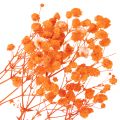 Ramo de flores secas de paniculata (Gypsophila) de 75 cm y 100 g. | Floristik24.es
