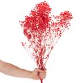 Ramo de gypsophila seca (75 cm, 100 g) | Floristik24.es