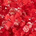 Ramo de gypsophila seca (75 cm, 100 g) | Floristik24.es