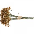 Floristik24 Gypsophila marrón artificial para ramo de otoño 29,5cm 18p