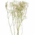 Floristik24 Gypsophila seca, Dry Floristics, Gypsophila White L64cm 20g