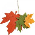 Floristik24 Colgante deco de otoño hojas de madera hoja de arce 22cm 4pcs