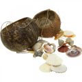 Floristik24 Cuenco de coco con cáscaras, cuenco de plantas naturales, coco como cesta colgante Ø13,5/11,5cm, juego de 2