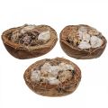 Floristik24 Media cáscara de coco decoración de conchas caracoles decoración 18–19 cm 3 piezas