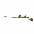 Rama de avellana verde / marrón 84cm | Floristik24.es