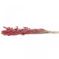 Floristik24 Hierba Cola de Conejo Lagurus Seca Rosa Claro 60cm 50g