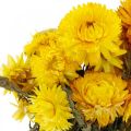 Floristik24 Manojo decorativo de flores secas secas amarillas de paja 75g