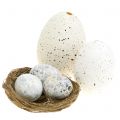Floristik24 Surtido de huevos de oca, gallina y codorniz 3,5cm – 8cm 12uds