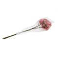 Floristik24 Rama de flor de saúco Rosa-Blanco L 55cm 4pcs