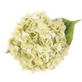 Flor de hortensia artificial con tallo largo y hojas, 60 cm. | Floristik24.es