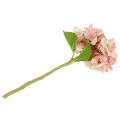 Floristik24 Hortensia rosa, crema 36cm
