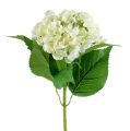 Floristik24 Hortensia 60cm blanca