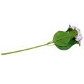 Floristik24 Hortensia violeta-blanco 60cm