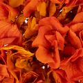 Hortensia preservada y teñida,