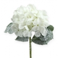 Floristik24 Hortensia blanca con efecto nieve 25cm