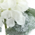 Floristik24 Hortensia blanca con efecto nieve 25cm