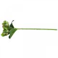 Floristik24 Hortensia artificial, decoración floral, flor de seda verde L44cm