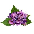 Floristik24 Hortensia violeta 33cm 1p