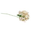 Floristik24 Hortensia flor de jardín artificial crema con capullos 52cm