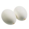 Floristik24 Huevos de gallina blancos 10uds