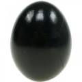 Floristik24 Huevos de gallina Decoración de Pascua negra Huevos soplados 10 piezas