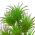 Floristik24 Ramas de cactus 20cm verde claro 3pcs