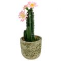 Floristik24 Cactus en maceta con flor Rosa H 21cm