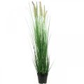 Floristik24 Juncia artificial en maceta con pinchos Carex planta artificial 98cm