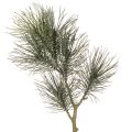Floristik24 Rama de pino artificial para decoración de mesas y jarrones, 70 cm.