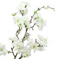 Floristik24 Rama de flor de cerezo blanca 105cm