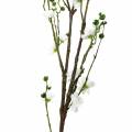 Floristik24 Rama de flor de cerezo rama decorativa artificial blanca decoración de primavera de flor de cerezo
